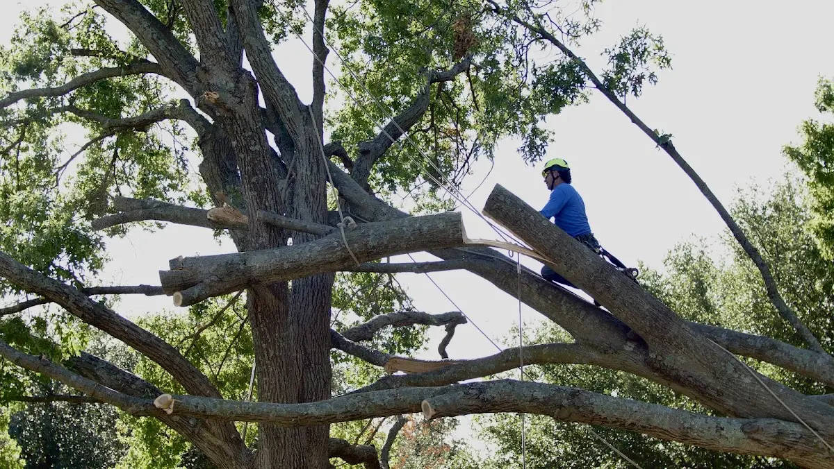Professional Hazardous Tree Removal performed by certified arborists in Timberville