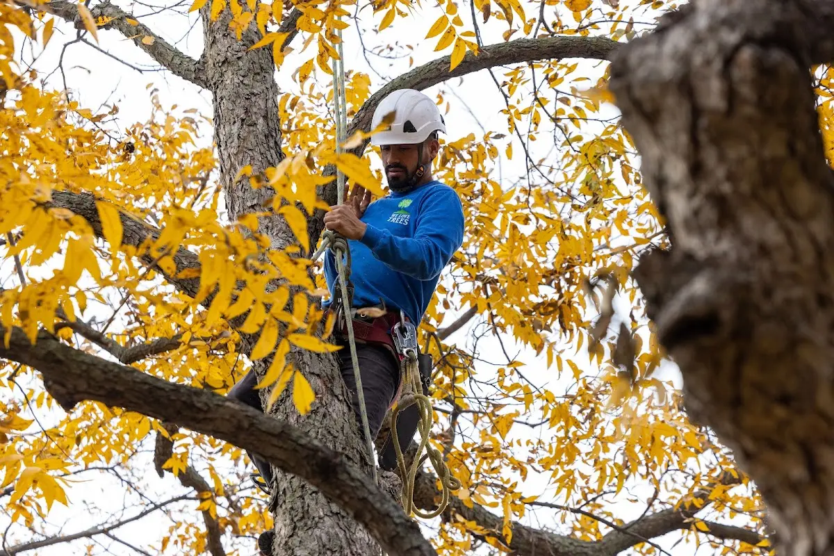 Skilled Tree Planing crew working in Timberville